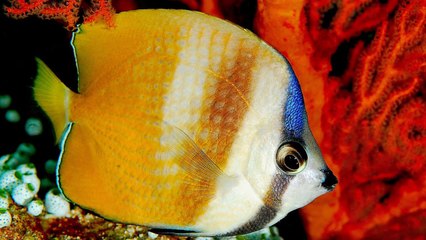 Quran in English - Chapter 80 - ClearQuran