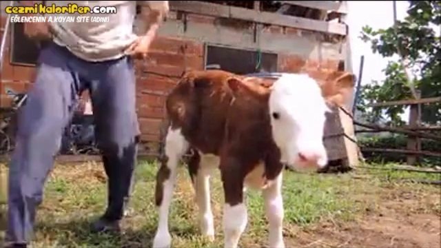 Yeni Doğmuş Buzağıya Banyo Keyfi Yaşatan Güzel İnsan