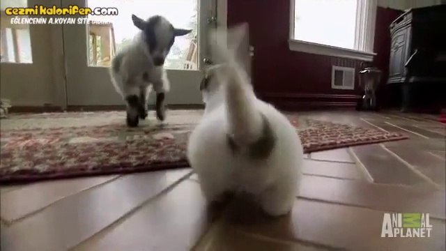 Yavru Köpeklere Sataşan Yavru Keçi