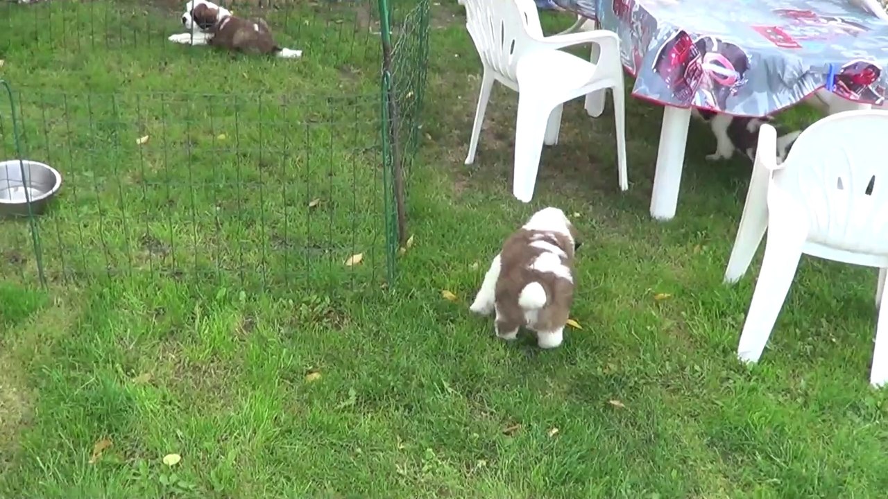 JARROS Collier gris 2014-08-18