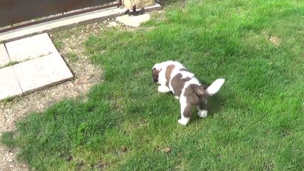 JAFAAR Collier bleu foncé 2014-08-18