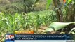 Guatemala: Indigenous and peasants rejecting 'Monsanto Law'