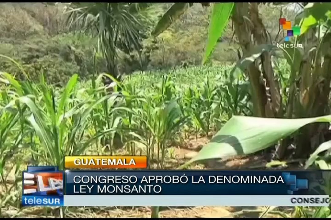Guatemala: Indigenous and peasants rejecting 'Monsanto Law'