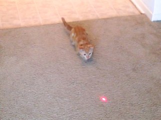 Cute Kitten's Laser Chase Fail (kitten slip/fall)