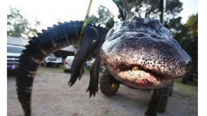 Alabama Family Captures Over 1,000 Pound Monster Gator