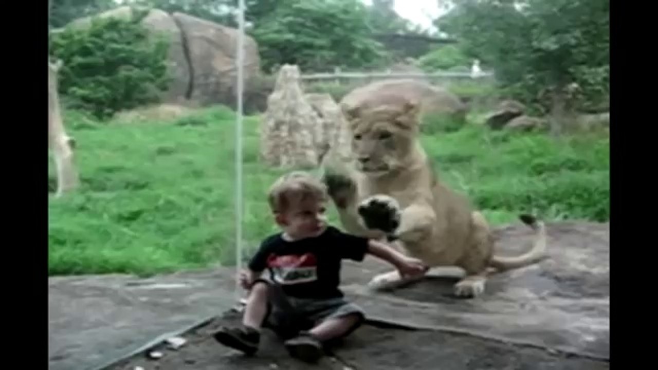 Best Animal Compilation Ever