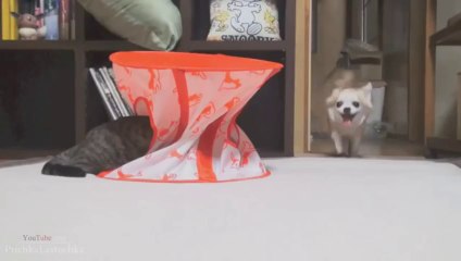 Funny Cats XD   PART 6