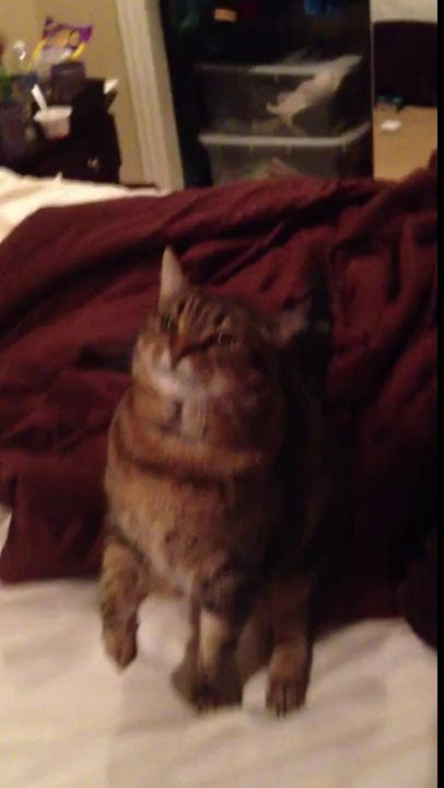 Scooter the House Cat.