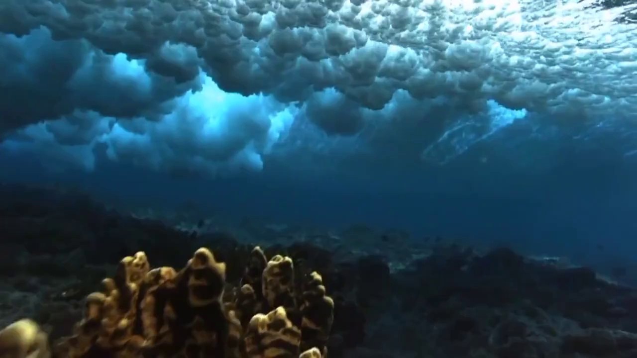 Huge Fish Play in Water