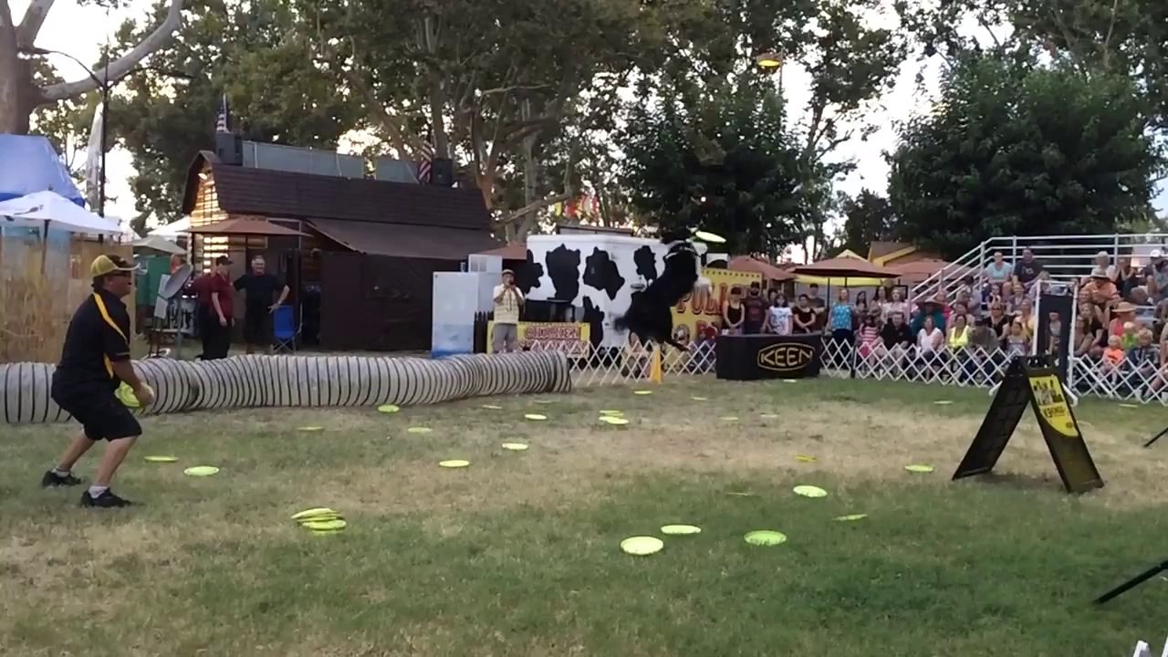 Frisbee Dog SLOW-MOTION.