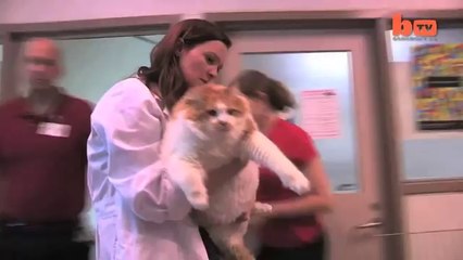 Dünyanın En Şişman Kedisi