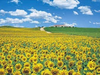 ひまわり Sunflower (Loss of Love) スコット・ウォーカー & モニカ・マンシーニ / 訳詞初稿 Sima