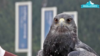 Actu des Stations : Soirée Rapaces à la Bergerie de Planpraz