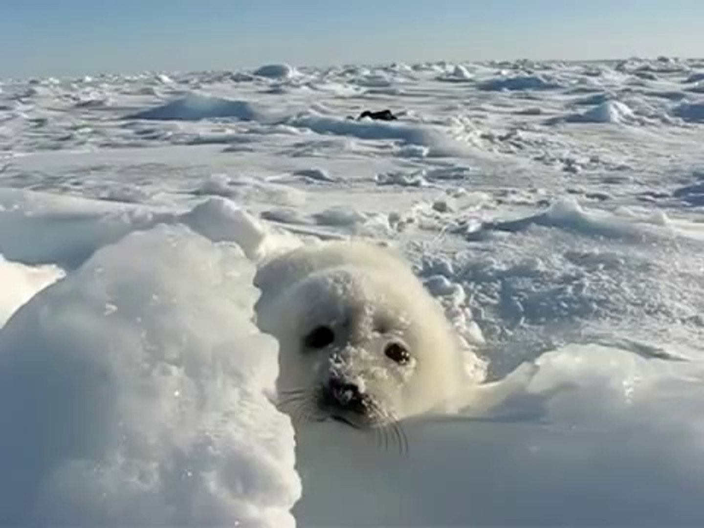 Baby Seal Lost In The Snow Adorable Video Dailymotion
