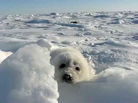 Baby Seal lost in the Snow : adorable