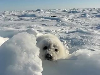 Baby Seal lost in the Snow : adorable