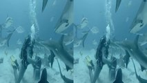 Shark Feeding under water. Scary!