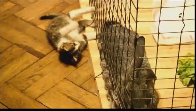 Funny animals - Funny animals compilation 2014 - Funny epic videos full hd - funny videos 2014