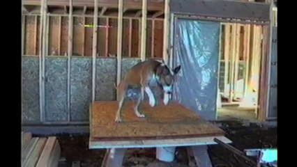 Do Dogs Even Have Brains