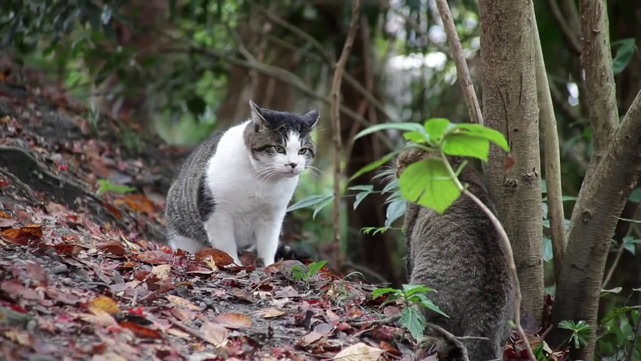 [Funny Clip] 2 cats fight very horid