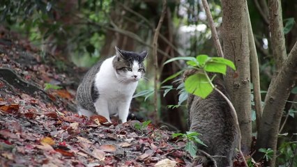 [Funny Clip] 2 cats fight very horid