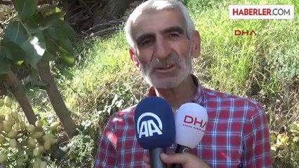 Bitlis Fıstık Üretim Merkezi Olma Yolunda