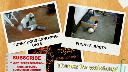 Cute animals waking each other up - Funny animal compilation