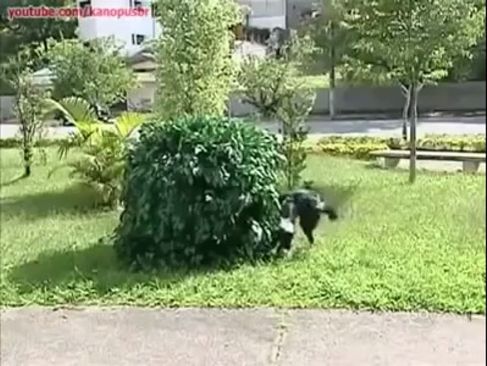 Köpeklere yapılan çok komik bir şaka..