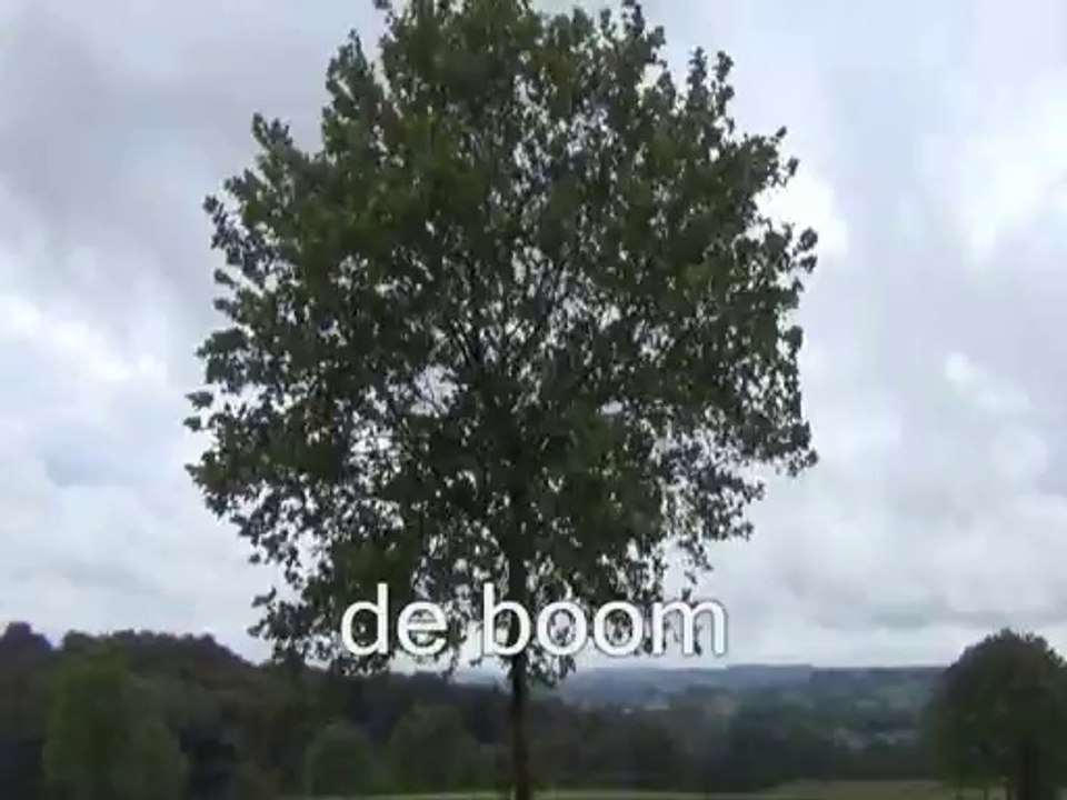 De boom - the tree - der Baum - l'arbre