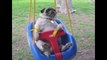 Pugs Are Awesome Compilation