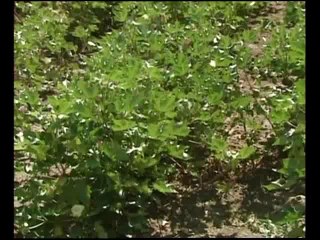 Εξελίξεις στην άρδευση της Κωπαίδας