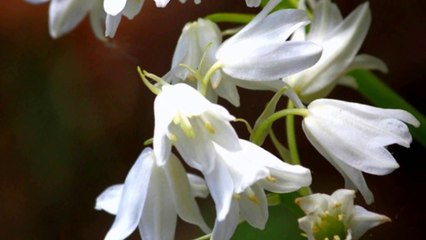 Zadnja Želja, Miroslav Škoro