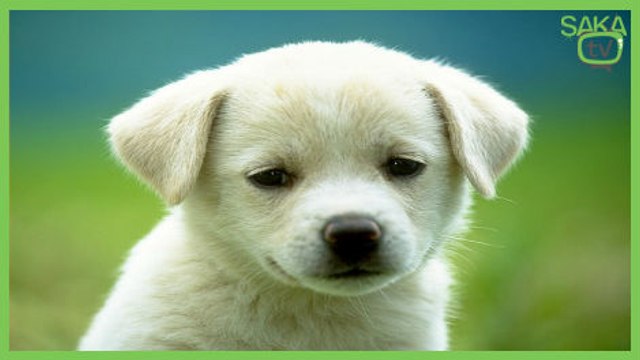 Köpeğin Komik Oyunu Ve Sonu