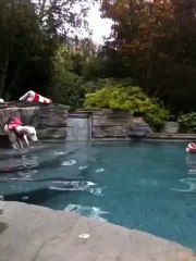 Beans The Whippet Goes For A Swim