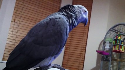 Funny Parrot singing Twinkle little star and Old Mcdonald