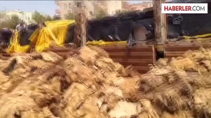 Koyun postu altında kaçak sigara -