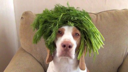 100 Fruits & Vegetables on Dog's Head in 100 Seconds: Cute Dog Maymo