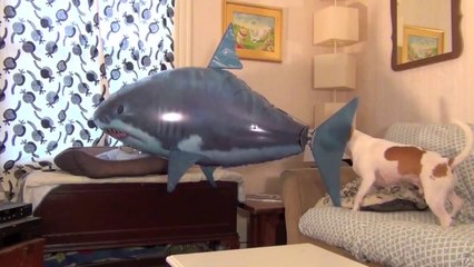 Dog vs. Shark: Cute Dog Maymo