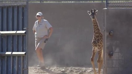 Giraffe Calf Meets the Family at San Diego Zoo Safari Park