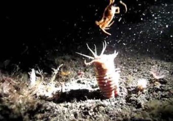 Cunning Bobbit Worm Tries to Fight Crab