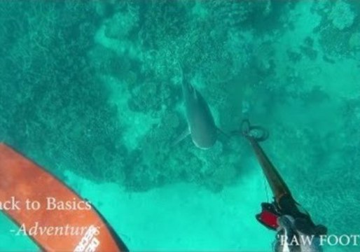 Fearless Fisherman Has a Thrilling Encounter With a Shark