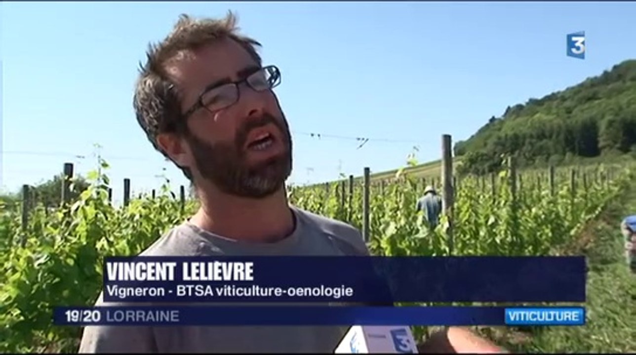 Les vendanges s'annoncent bien dans le Toulois