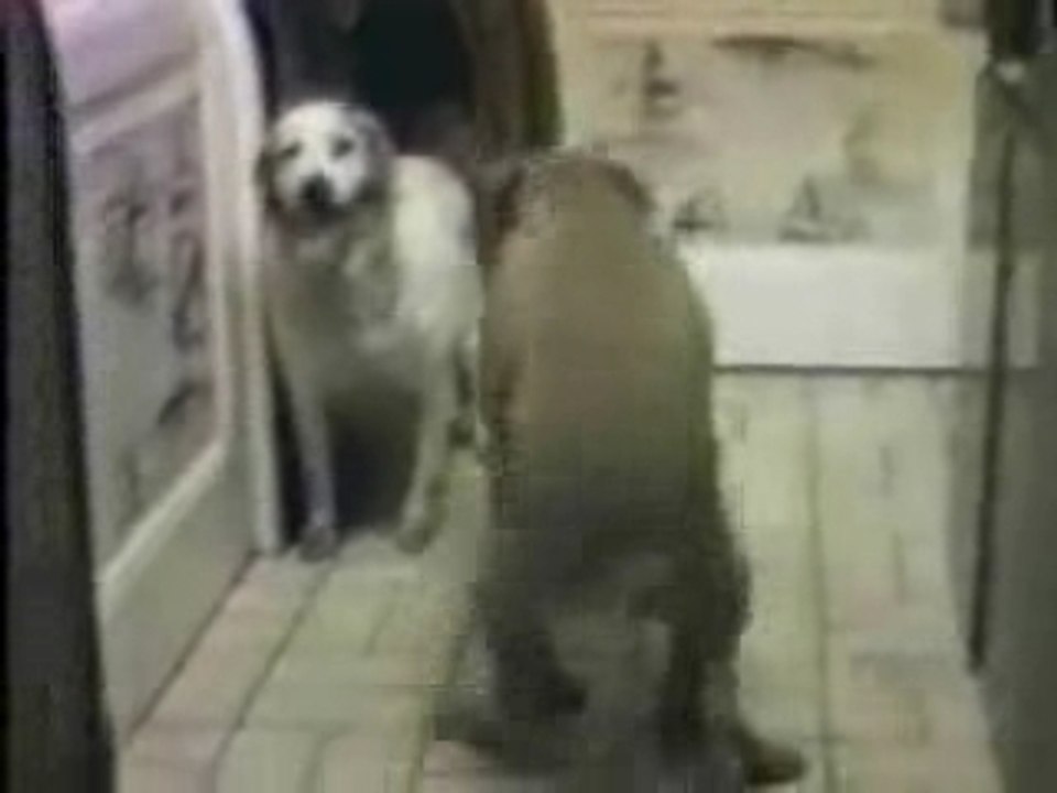Hot_pets