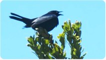 Blackbird Attacks Pedestrians | The Birds Part 3