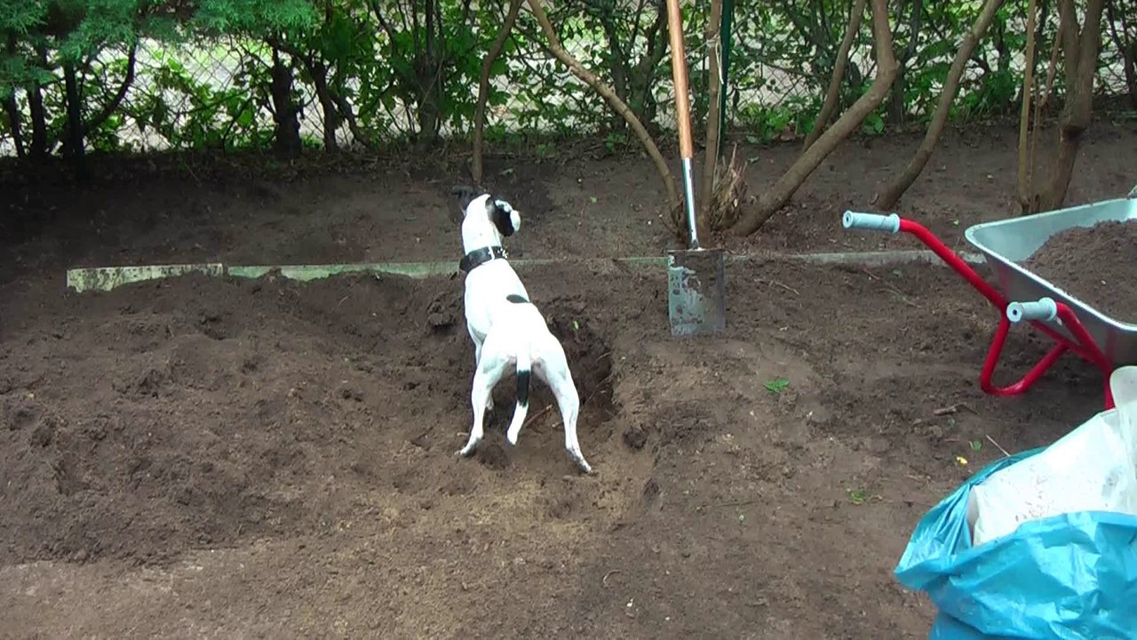 kessy und die wurzel