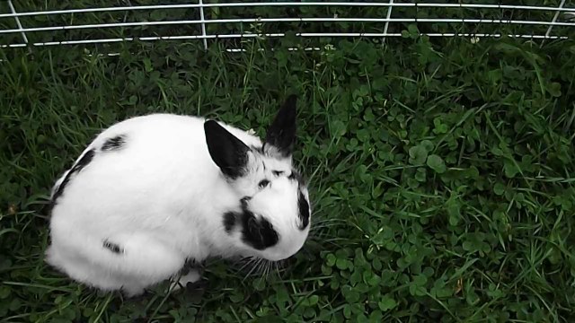 Pinou dans l'herbe à St Michel des Saints 1 (17-08-14)