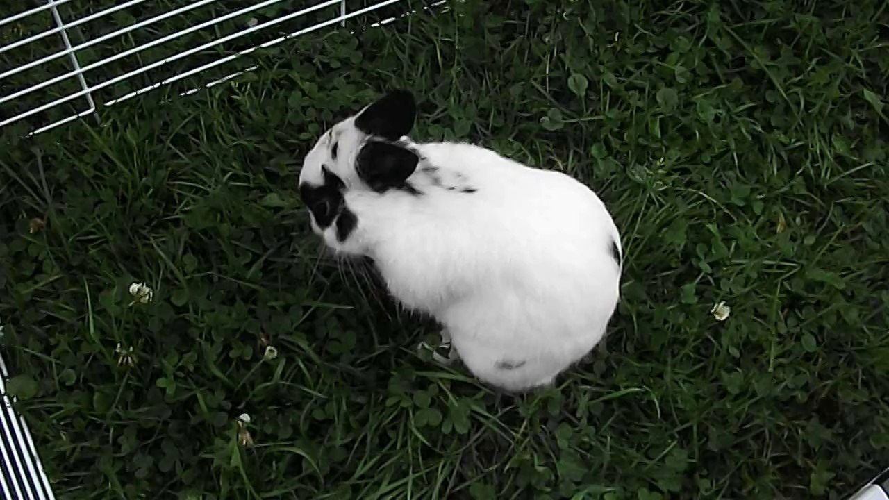 Pinou dans l'herbe à St Michel des Saints 2 (17-08-14)