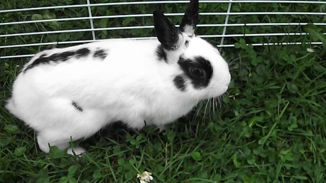 Pinou dans l'herbe à St Michel des Saints 3 (17-08-14)