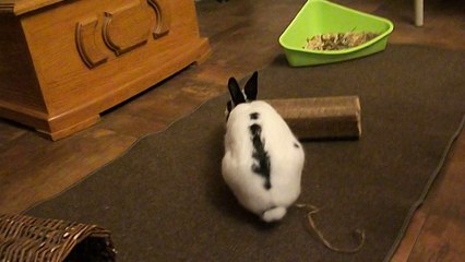 Pinou à St Michel des Saints (16-08-14) 2