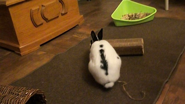 Pinou à St Michel des Saints (16-08-14) 2